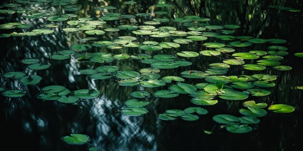 Les feuilles vertes sur l'étang, la rivière, le lac, les terres, la vue de fond