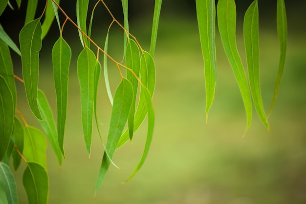 Feuilles vertes d'eucalyptus abstrait avec copie espace fond médical naturel