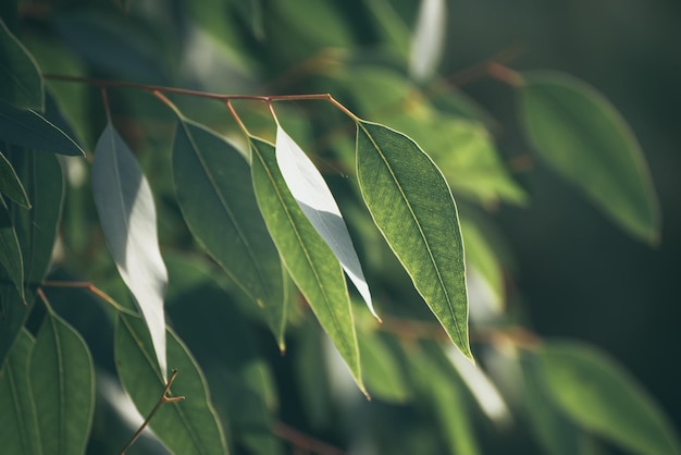 Feuilles vertes d'eucalyptus abstrait avec copie espace fond médical naturel