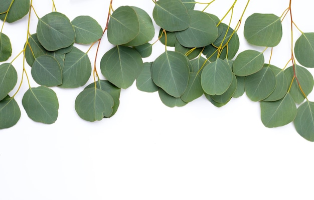 Feuilles vertes d'eucalyptus sur blanc