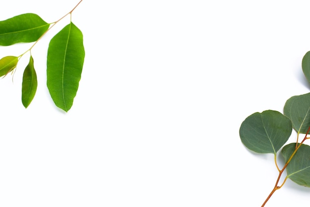 Feuilles vertes d'eucalyptus sur blanc