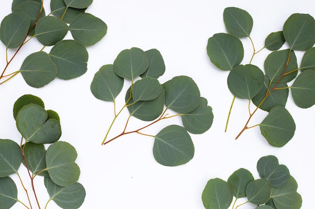 Feuilles vertes d'eucalyptus sur blanc