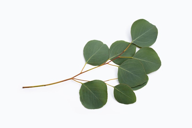 Feuilles vertes d'eucalyptus sur blanc