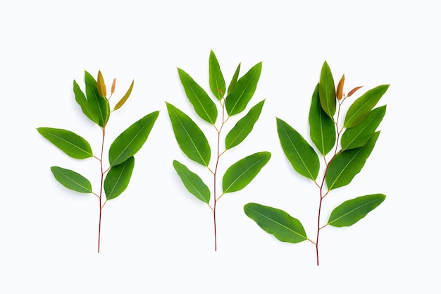 Feuilles vertes d'eucalyptus sur blanc