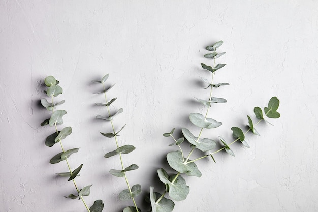 Photo feuilles vertes d'eucalyptus et décoration florale de branche sur fond de béton gris
