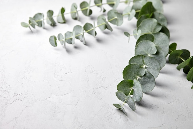 Feuilles vertes d'eucalyptus et décoration florale de branche sur fond de béton gris