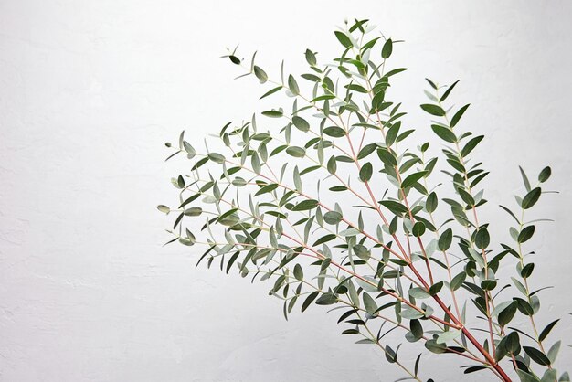 Feuilles vertes d'eucalyptus et décoration florale de branche sur fond de béton gris