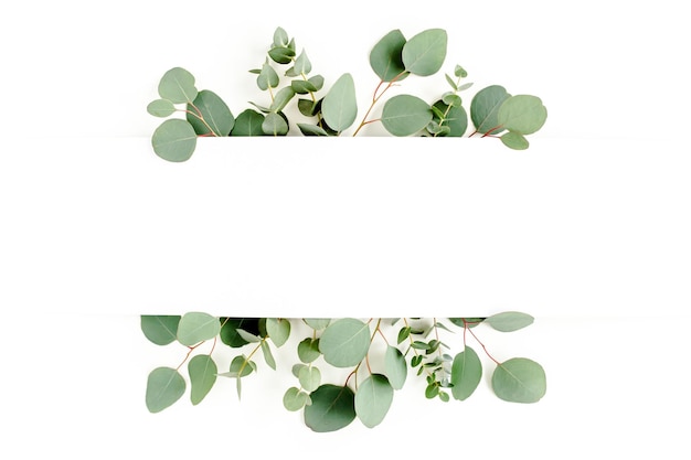 Des feuilles vertes d'eucalyptus isolées sur un fond blanc à plat