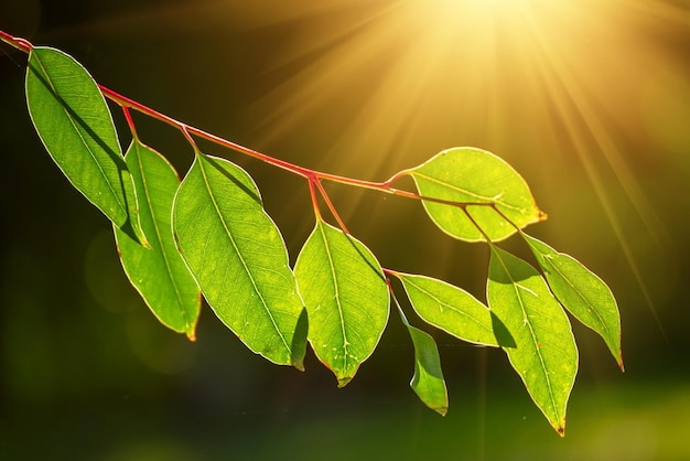 Feuilles vertes d'eucalyptus