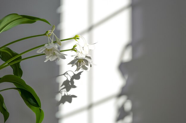 Feuilles vertes d'Eucharis avec fond de concept de blogueur minimaliste de couleurs neutres