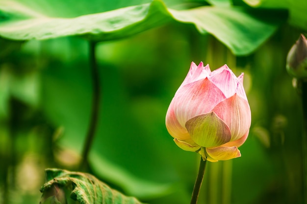 Feuilles vertes de fleur de lotus dans le lac