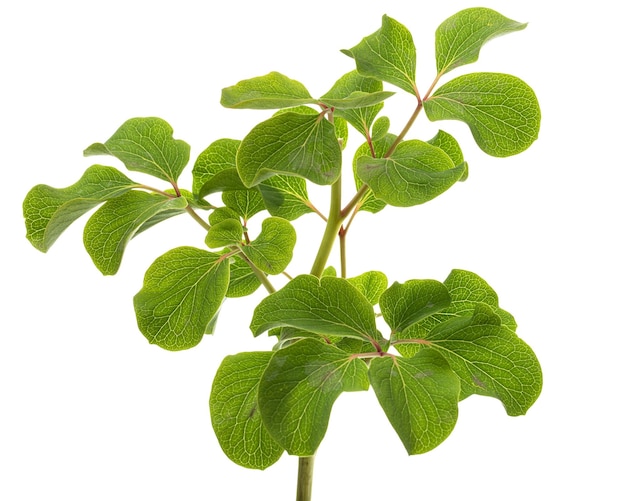 Feuilles vertes fleur de pivoine isolé sur fond blanc