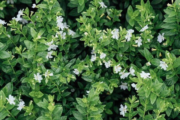 Photo des feuilles vertes et des fleurs blanches de cuphea hyssopifolia en gros plan