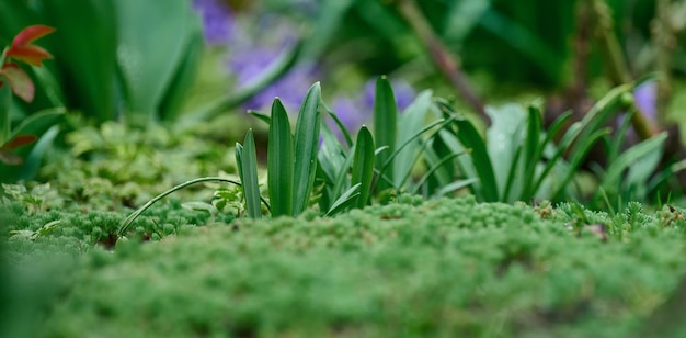 Feuilles vertes de fleurs dans la bannière de mise au point sélective du jardin de printemps