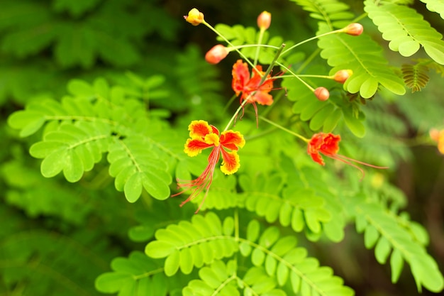 Feuilles vertes et fleurs orange d'acacia tropique bouchent fond tropique