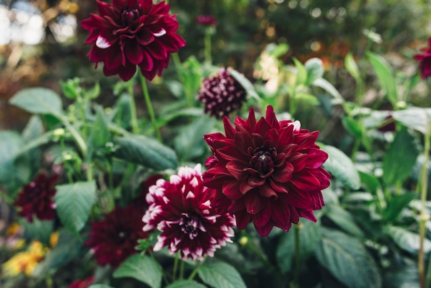 Feuilles vertes et fleurs rouges. Fond naturel.