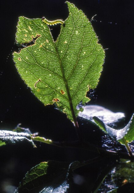 Feuilles vertes flore et feuillage