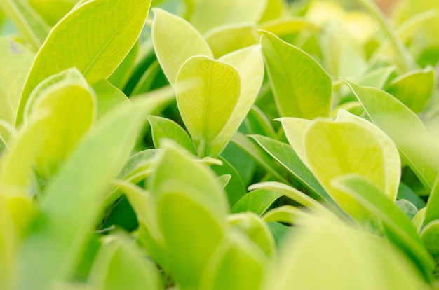 Feuilles vertes floues sur fond flou