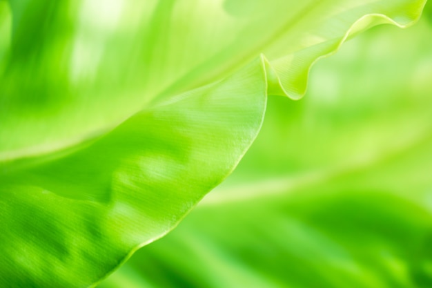 Feuilles vertes floues, résumé de texture de feuille vert clair floue pour le fond