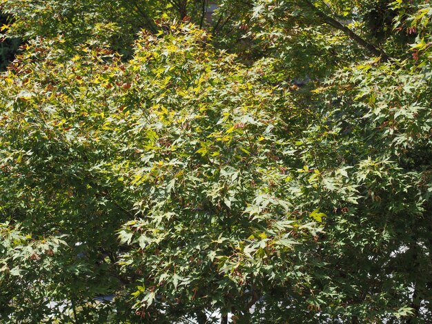 Feuilles vertes de fond d'arbre d'érable rouge