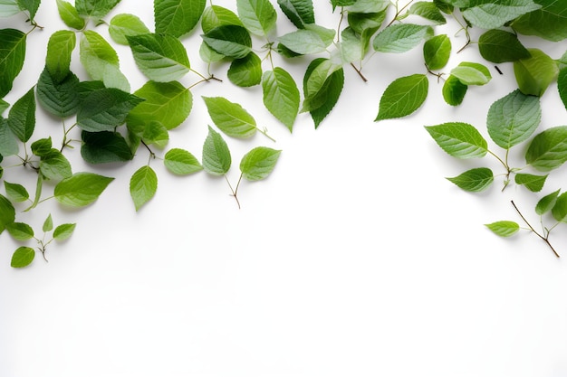 Feuilles vertes sur fond blanc avec fond