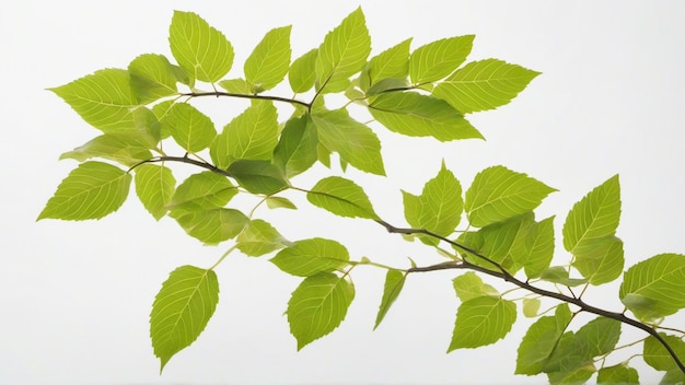 Feuilles vertes sur un fond blanc à texture isolée