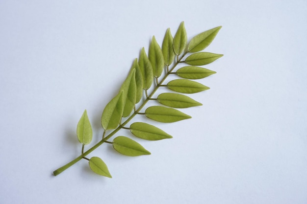 Photo feuilles vertes sur fond blanc