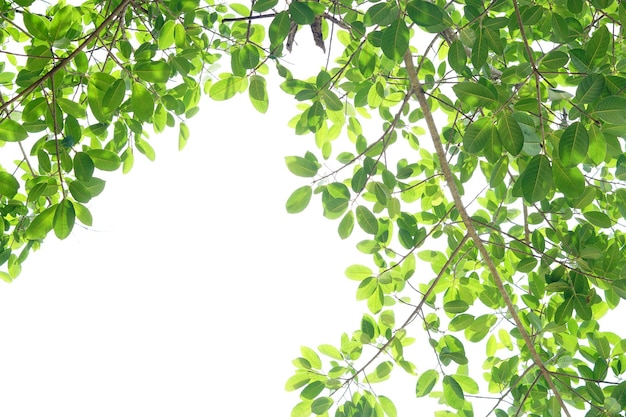 Feuilles vertes sur fond blanc