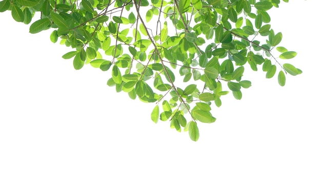 Feuilles vertes sur fond blanc