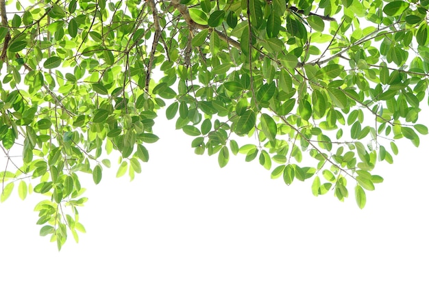 Feuilles vertes sur fond blanc