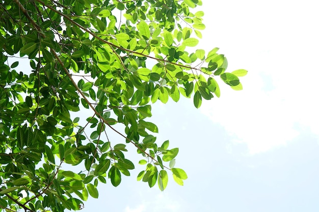 Feuilles vertes sur fond blanc