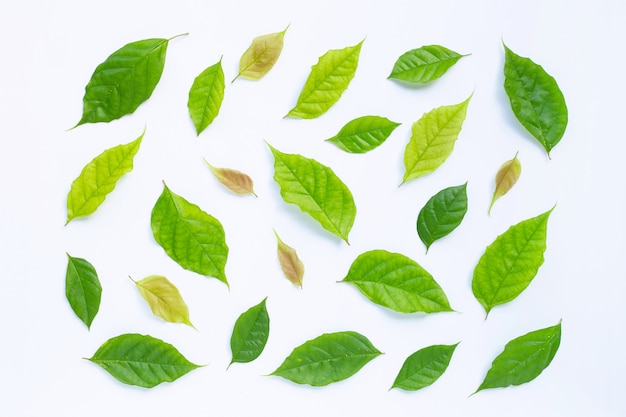 Feuilles vertes sur fond blanc