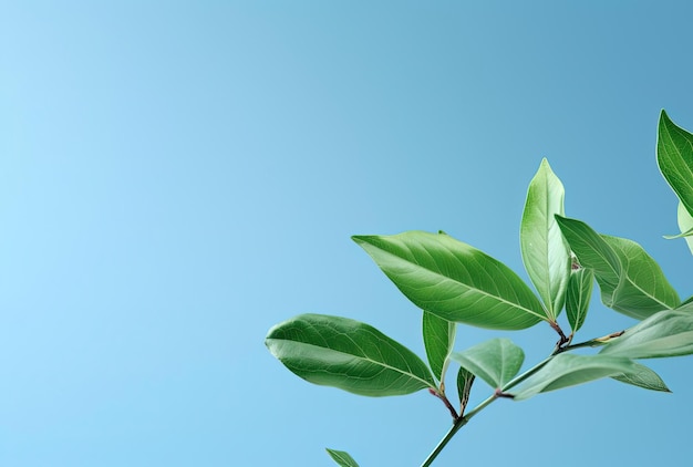 feuilles vertes sur un fond bleu clair