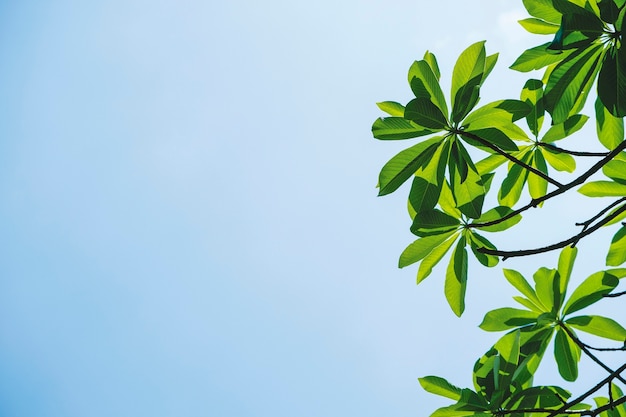 Feuilles vertes sur fond de ciel bleu avec espace de copie