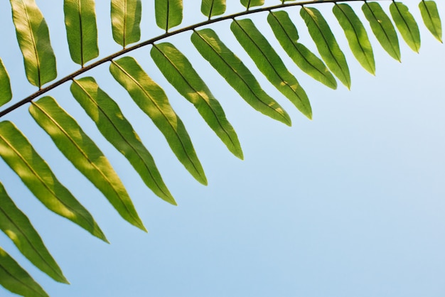 Photo feuilles vertes sur fond de ciel bleu - image