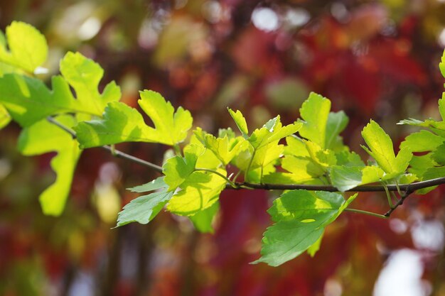 Feuilles vertes sur fond clair