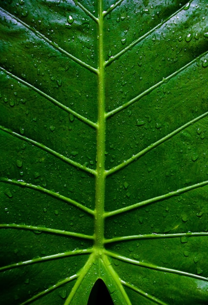 Feuilles vertes et fond d&#39;eau de gouttelettes.