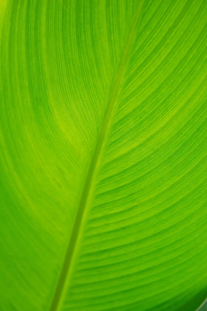 feuilles vertes fond d&#39;écran naturel