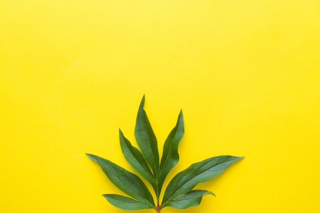 Feuilles vertes sur fond jaune. Concept de l&#39;été.