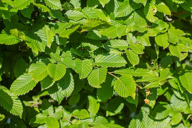 Feuilles vertes en fond de jour d'été