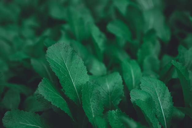 Feuilles vertes de fond. Lay plat. fond de ton vert foncé de nature