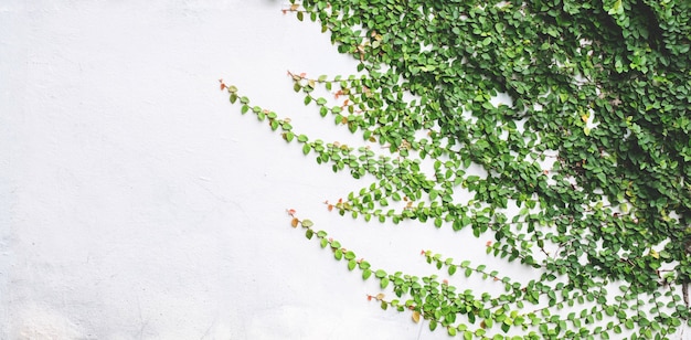 Feuilles vertes sur fond de mur en plâtre blanc.