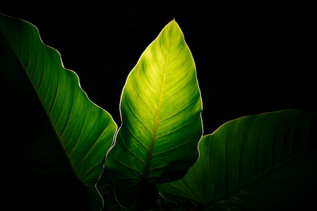 Feuilles vertes sur fond noir.