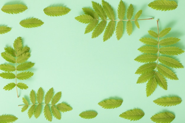 Feuilles vertes sur fond de papier