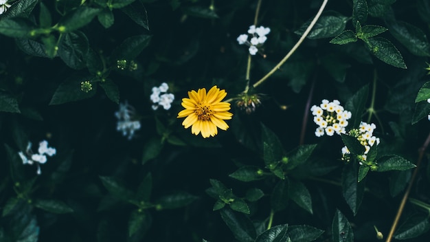 Feuilles vertes Fond avec petite petite fleur jaune;