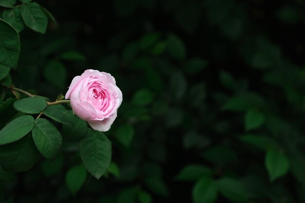 Feuilles vertes et fond de roses sauvages. rosier sauvage avec espace de copie. Ils sont de couleur sombre. Fond De Texture De Feuilles Vertes. concept photo nature et plante.