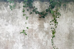 Feuilles vertes et fond et texture de mur en béton grunge