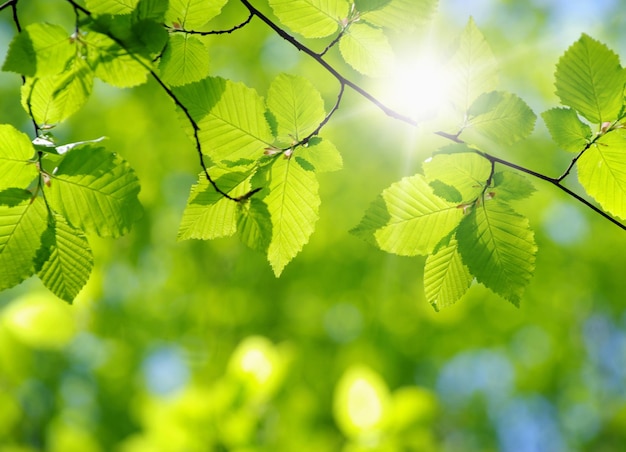 Feuilles vertes sur fond vert