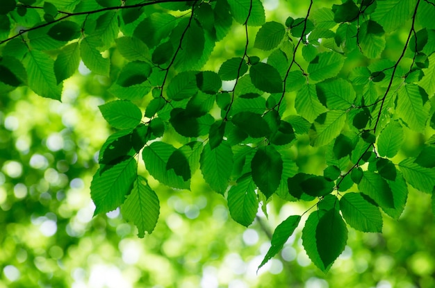 Feuilles vertes sur fond vert