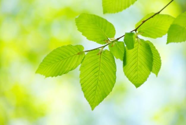 Feuilles vertes sur fond vert